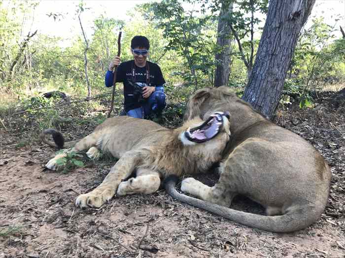 ライオン　ウォーク