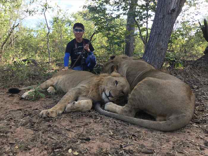 ライオンウォーク　触る