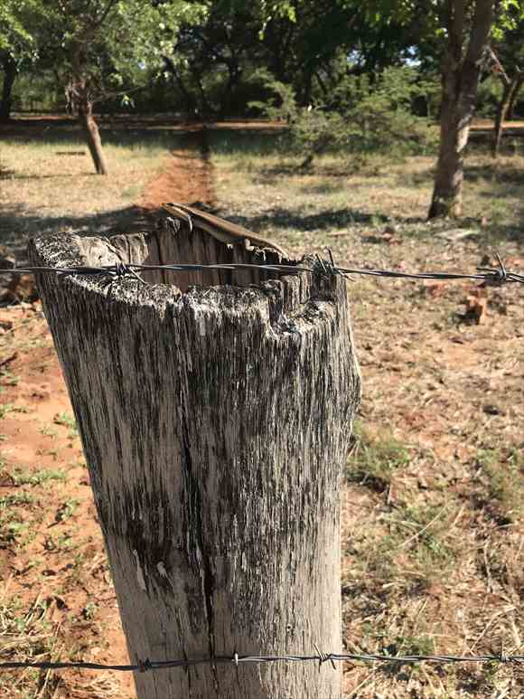 ビクトリアの滝　クレスタスプレービューホテル　トカゲ